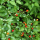 Wild bird peppers discovered across North America: Capsicum annuum var. glabriusculum